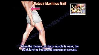 Gluteus Maximus Gait - Everything You Need To Know - Dr. Nabil Ebraheim