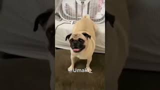 Cachorro Pug Fazendo Sabotagem