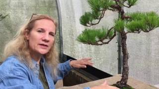 How to train a bonsai