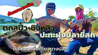 ชิงหลิว + สปิ๋วปะทะฝูงยี่สก😱🎣🐟บ่อเหมาหนึ่งเดียวบางปลา