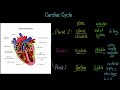 ocr a level pe cardiac cycle