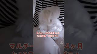 【子犬4ヶ月のポポ】先住犬チョコに怒られてチョコの様子を見てるよ　#マルチーズ　#マルチーズ子犬 　#マルチーズのポポ　#maltese 　#dog 　#cute 　#先住犬　#チョコ　#成長記録