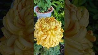 美丽的菊花beautiful chrysanthemum 冲天香阵透长安，满城尽带黄金甲。#garden #flowers #chinatravel #guangzhou  #beautiful