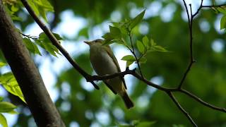 ビデスコ 野鳥 2020.04.26　センダイムシクイ　(Eastern crowned warbler)