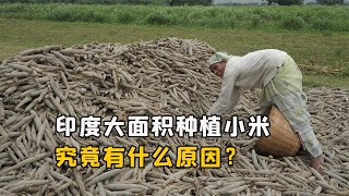 小米都快沒人種了，為啥印度還要大面積種植？這究竟有什麽原因？