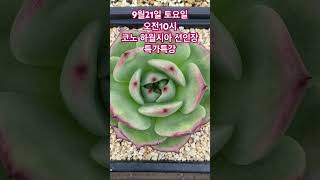 #기적 #plants #succulent #수담의다육 #garden #산적다육#다육이들