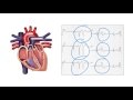 Determining the origin of ventricular ectopic beats on the ECG - Ask Andrew