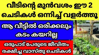 ഈ ചെടികൾ ഒന്നിച്ച് വീടിന് മുന്നിൽ വളർത്തിയാൽ കടം കയറില്ല, അത്ഭുത വാസ്തു ചെടികൾ