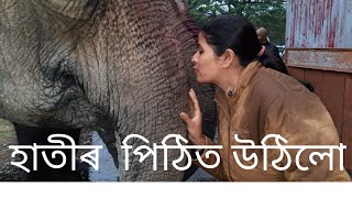 kaziranga day 2। হাতীৰ পিঠিত উঠিলো।