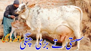 Sahiwal cholistani cross cow milk 20 kg (03014865352) youtube. 5-1-25