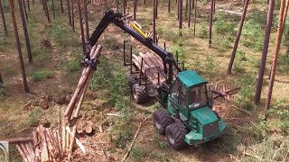 Sturm  Durchforstung I IMPEX KÔNIGSTIGER I GREMO 1350