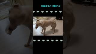 可愛いなぁ　愛おしいなぁ　痛そうだなぁ　と、ちゃろ（愛犬）を見ている母。#shorts