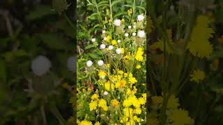 Wiesen-Pippau - Crepis biennis - Gartenexpediton #shorts