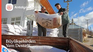 Büyükşehir üreticilere süt yemi desteğine başladı