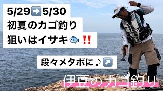 【伊豆のカゴ釣り】初夏の絶品ターゲットを狙う🐟狙うポイントは⁉️狙うウキ下の深さは⁉️について解説