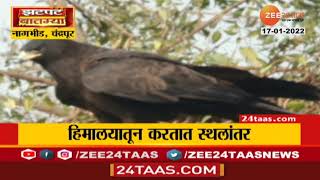 Chandrapur Black Eagle | हिमालयातील दुर्मिळ काळा गरूड महाराष्ट्रातील चंद्रपुरात | Zee24Taas