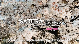 【春／2021】お花見（多賀公園）　”Sakura” in Tokyo