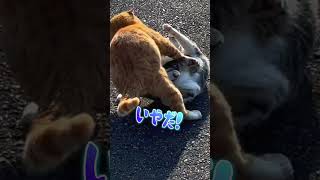 【トラ猫家族】姉妹猫の姉猫が発情し、交尾を試みた高齢な茶トラのオス猫にまさかの拒否反応【オリジナル曲】#shorts #トラ猫家族