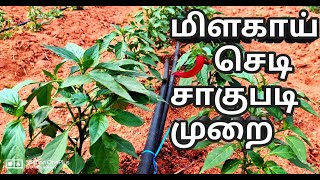 மிளகாய் செடி சாகுபடி || milagai chedi sagubadi || Tamil || Native Farmers || chilli Plants