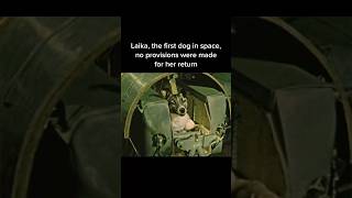 Laika, the first dog in space. No provisions were made for her return, and she died there, 1957.