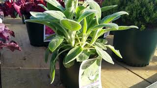 Stachys byzantina 'Big Ears' (Lamb's Ears)