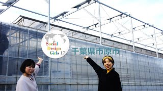 Social Design Girls 17 (SDGs 17) 千葉県市原市 地方創生 「ソーラーシェアリングとアクアポニックスから学ぶ次世代型農業の魅力」