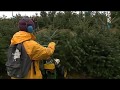 Les sapins de noël Made in Normandie