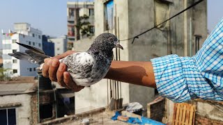 হাই কোয়ালিটির পাকিস্তানি ব্ল্যাডলাইন টেডি বাচ্চা। কাসুরি এন্ড টেডি ক্রস । High Quality Teddy Baby