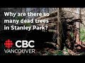 More than a quarter of Stanley Park's trees killed by deadly moth virus: park board