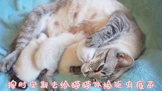 【Siamese Cat Diary｜暹罗猫的养成日记】Day 4 养猫需要具备哪些条件？