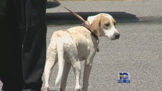 Shelter: No plans to euthanize dogs