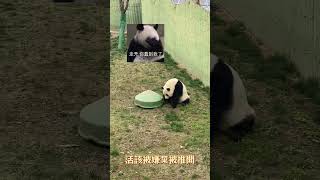 大熊貓牌掃地機器人 #panda #搞笑 #網紅 #cute #animals #funny#shorts#大熊貓