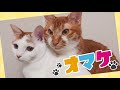 仲良し猫たちがじゃれ合いからの喧嘩勃発！？┃cat fights