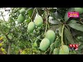 নওগাঁয় আম সংগ্রহের তারিখ বেঁধে দিলো প্রশাসন mango naogaon somoy tv