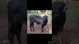 for sale #kannukalikal #buffalo #cow #goat #bulls #livestock #skagrotech #cattle #shojiravi #youtube