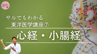 【心経・小腸経】サルでもわかる東洋医学講座⑦【走行と特徴】