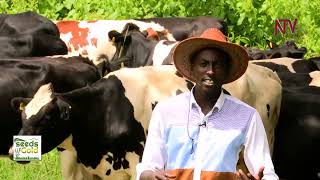 Making money from dairy farming in Uganda (Part 2) | SEEDS OF GOLD