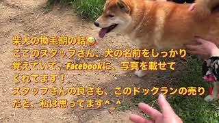 週末の柴犬多めのドッグランまほろば^_^