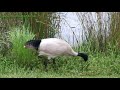 australian white ibis threskiornis molucca