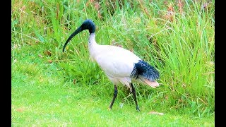 Australian White Ibis (Threskiornis Molucca)