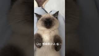 나는 행복하다 냐~옹~~ #cute #animal #cat #catvideos #cutecat #fun #funny #funnyvideo