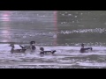 male wood ducks establishing dominance