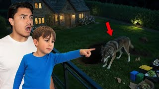 A Vicious WOLF Destroyed our Backyard | Sisco Fox