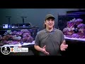 are your corals dying the four causes and solutions for saving your corals and reef tank