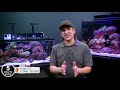 are your corals dying the four causes and solutions for saving your corals and reef tank