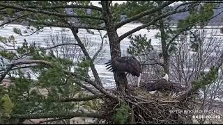 Trempealeau Eagles 1-17-25 Mr \u0026 MrsT working on the nest, getting beaky