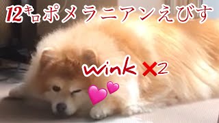 デカポメ🐾❤️wink✖︎2 🐾12㌔ポメラニアンえびす★78★