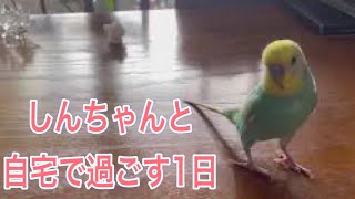 2021.7.16 しんちゃんと自宅で過ごす1日　【セキセイインコしんちゃん】