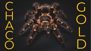 Chaco Golden Knee Tarantula: Life of the Grammostola pulchripes