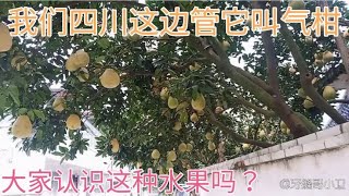 四川江油，陪媳妇散步发现一片果林，硕果累累走路直撞头